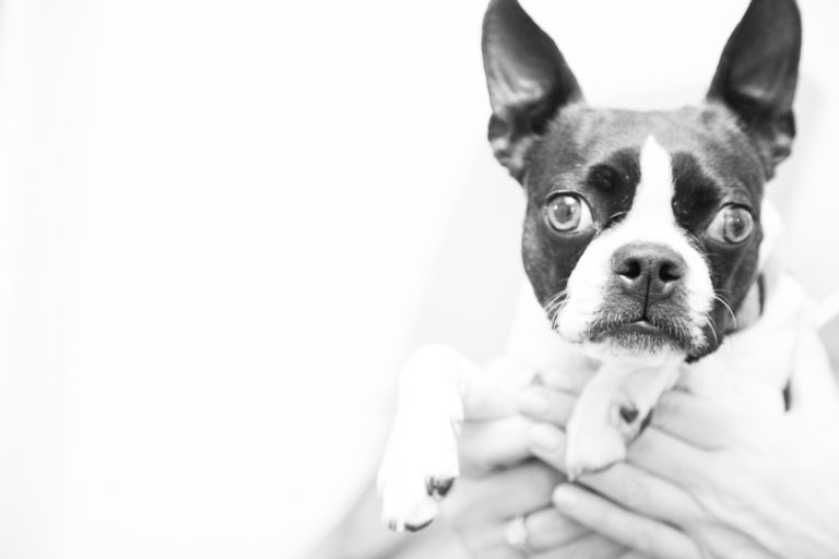 Pet photograhy