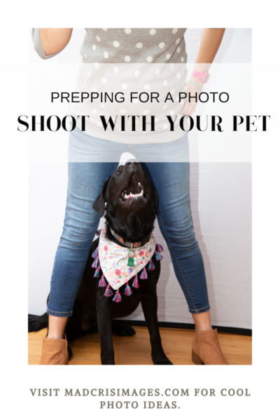 PREPPING FOR A PHOTO SHOOT WITH YOUR PET